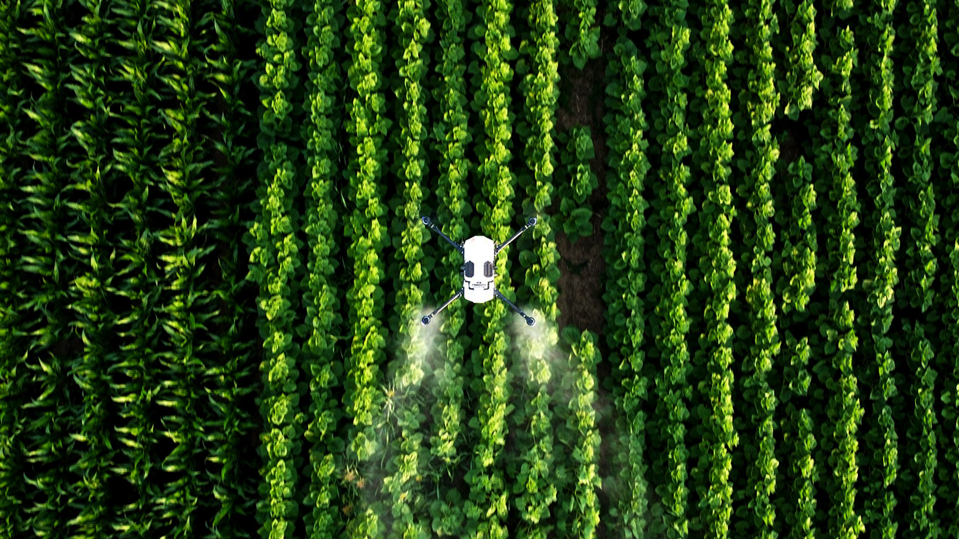 Opryski dronami coraz bliżej! Opublikowano projekt nowych przepisów dotyczących dronów rolniczych.